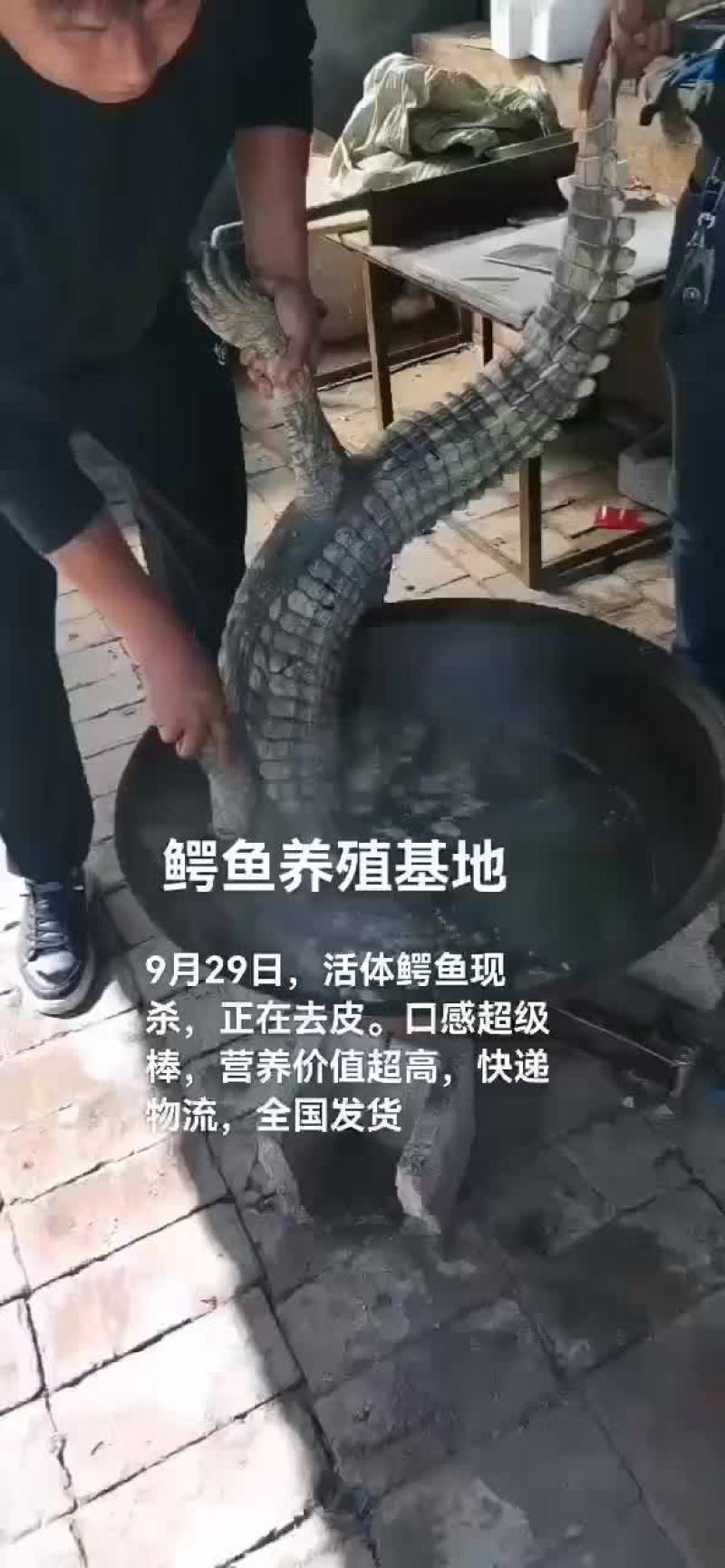 鳄鱼肉