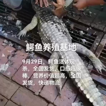 鳄鱼肉