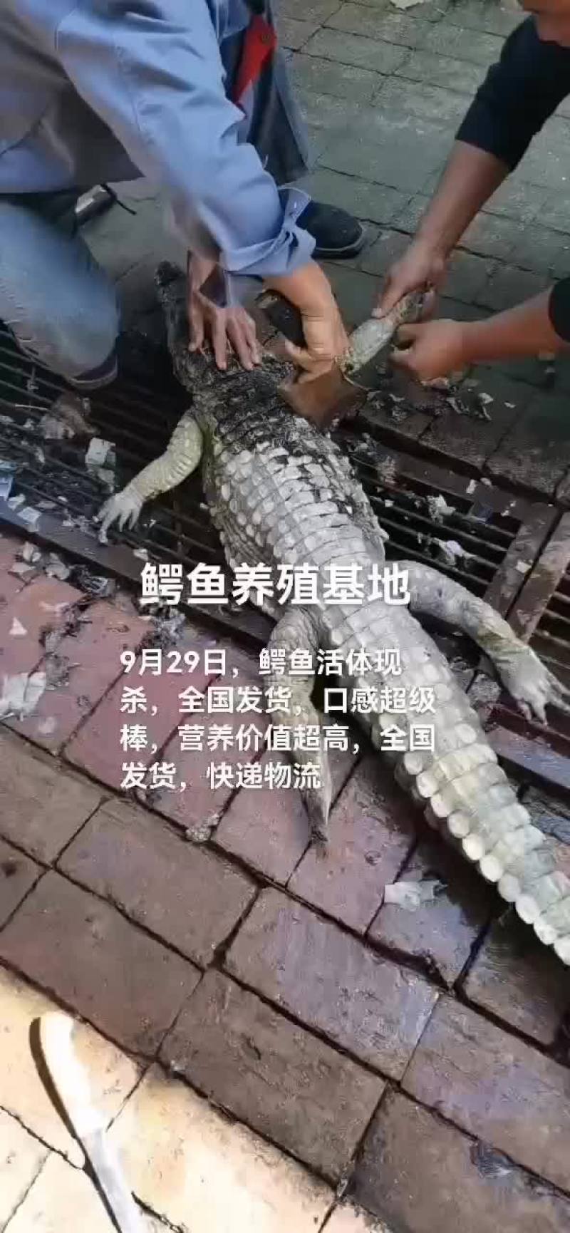 鳄鱼肉