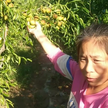 正宗沾化冬枣，好吃不贵！！