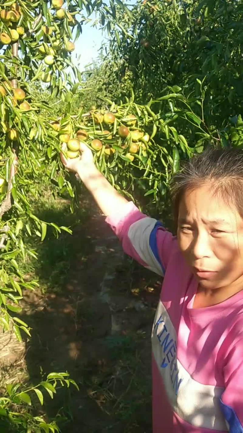 正宗沾化冬枣，好吃不贵！！