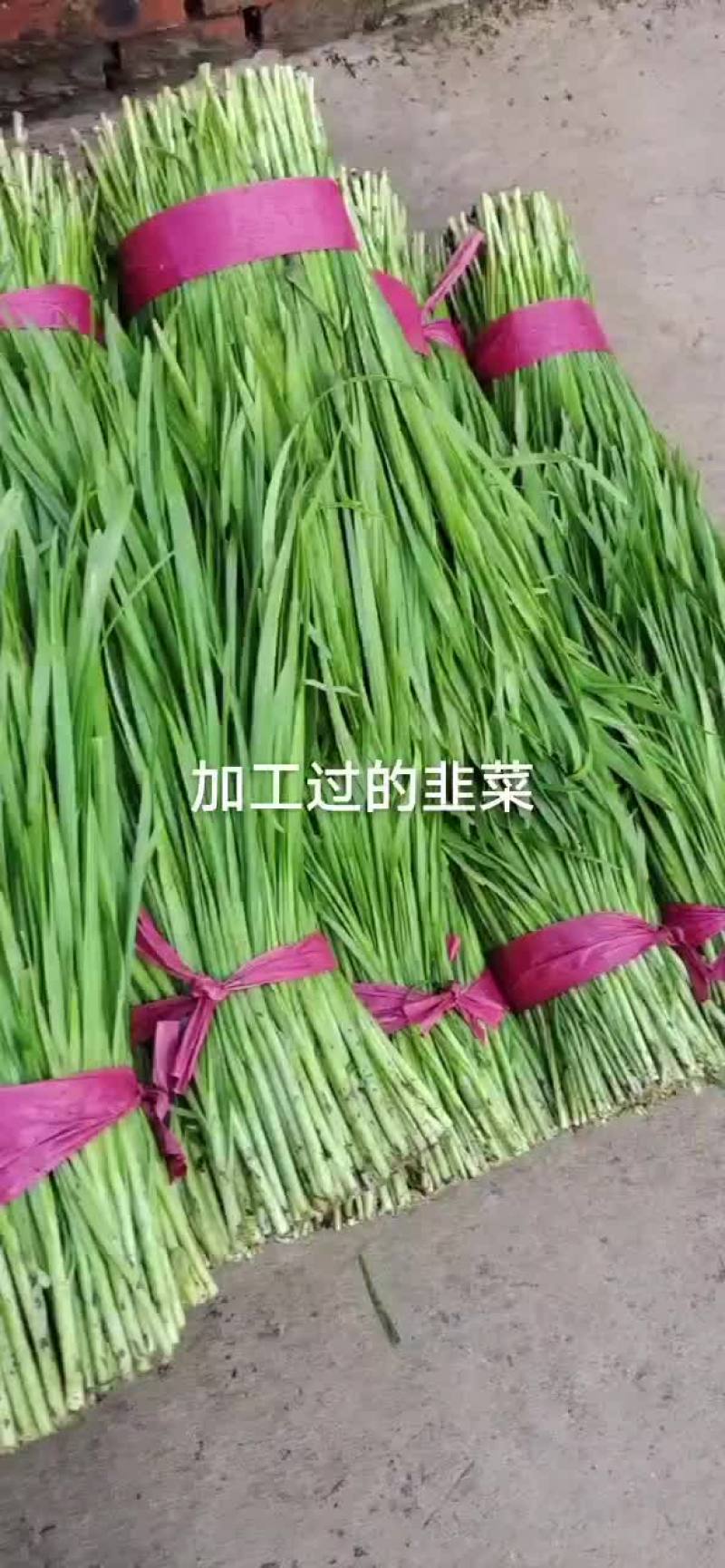 精品韭菜