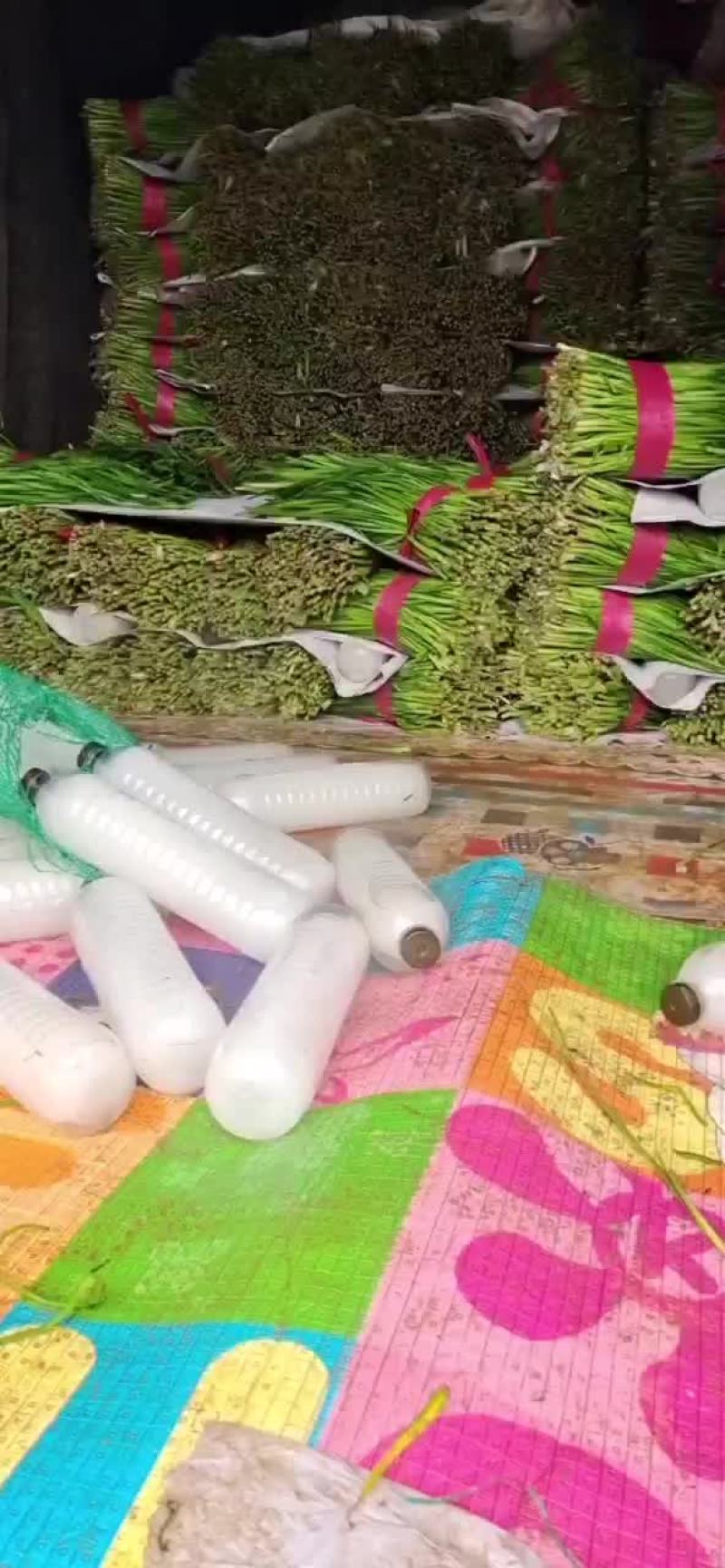 精品韭菜