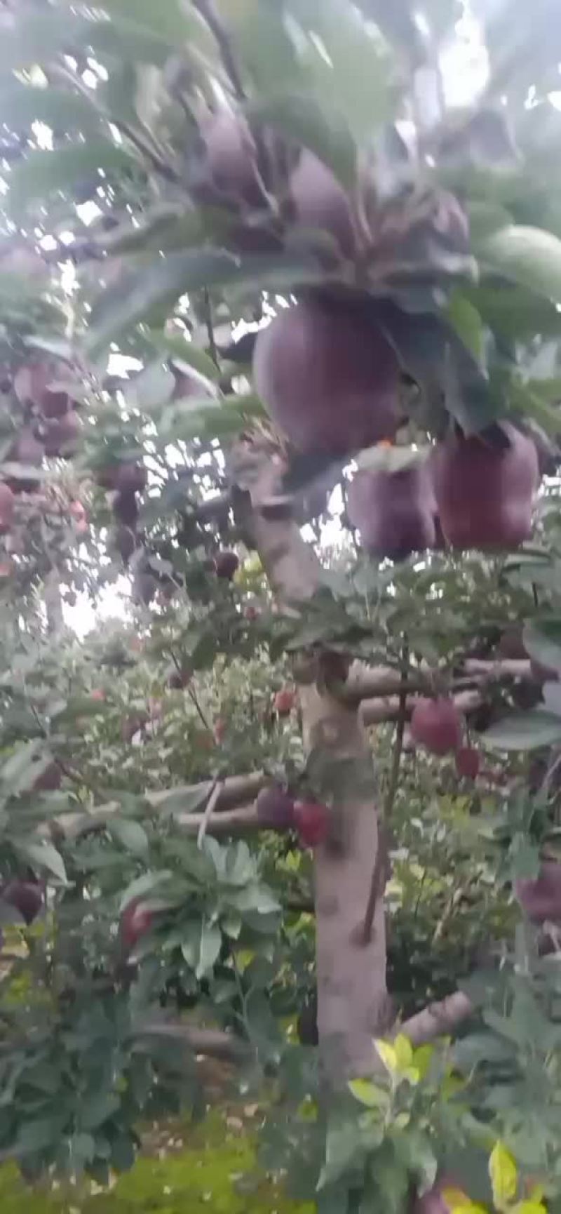 苹果