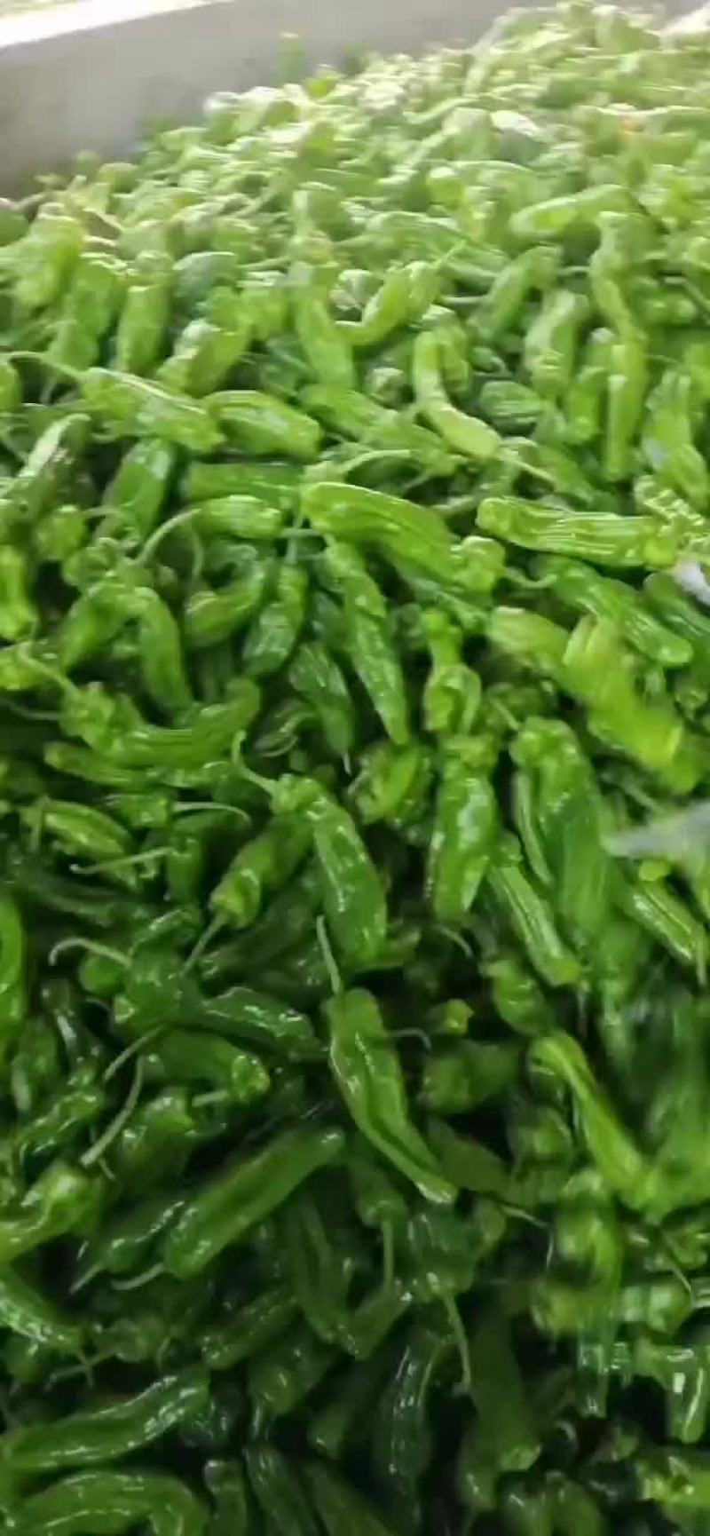 山东薄皮芜湖辣椒大量上市