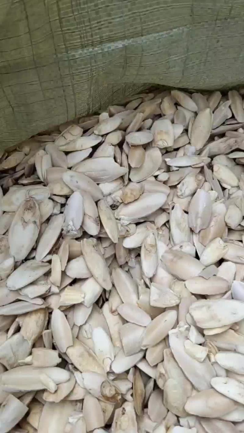 小海螵蛸1斤起批发量大从优