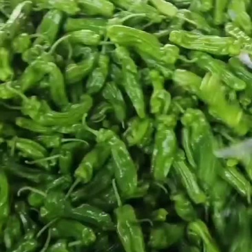 山东薄皮芜湖辣椒大量上市代找电商一切货源质量保证价格透明