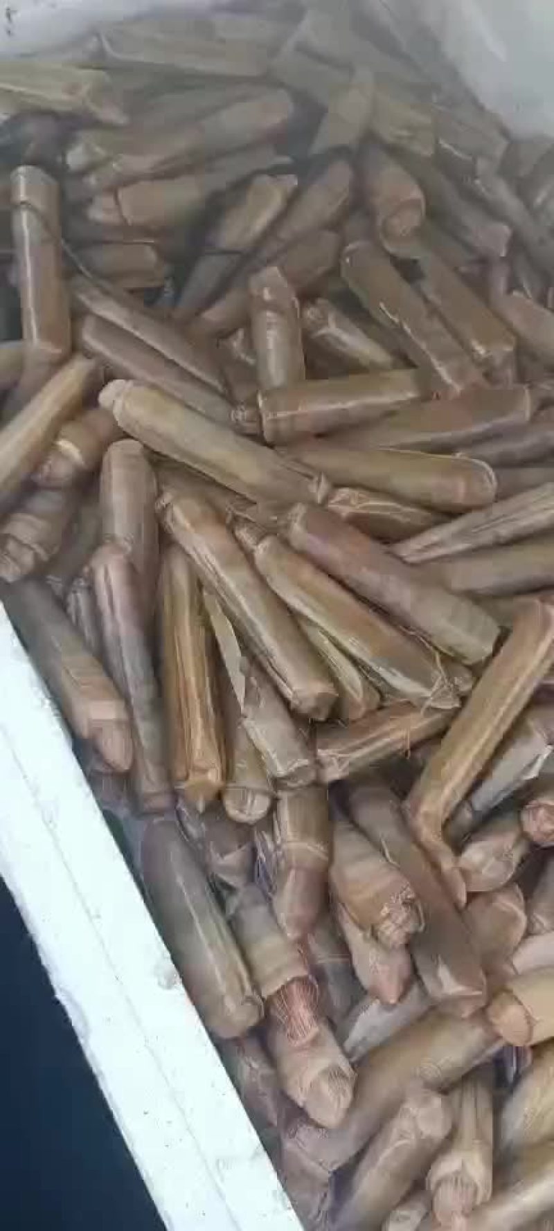竹节蛏河北货需要的来