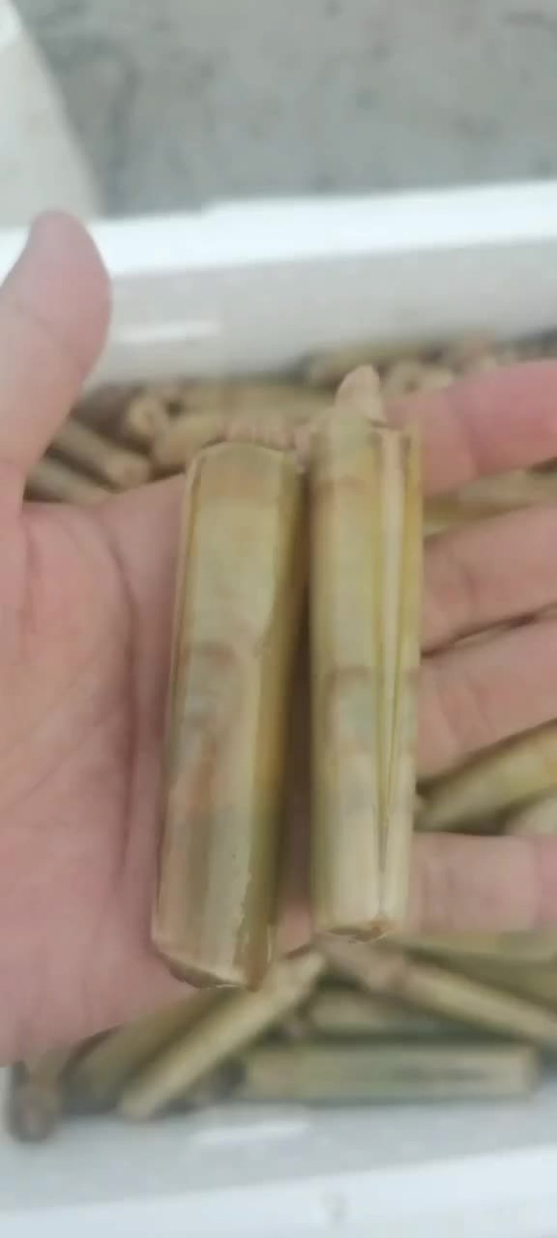 竹节蛏河北货需要的来