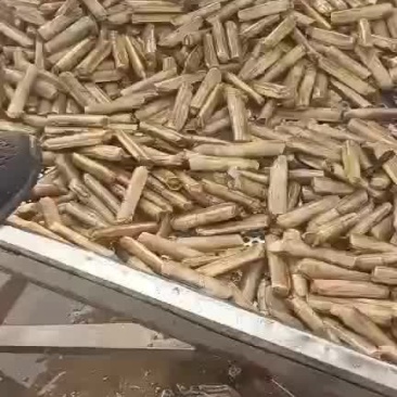 竹节蛏河北货需要的来