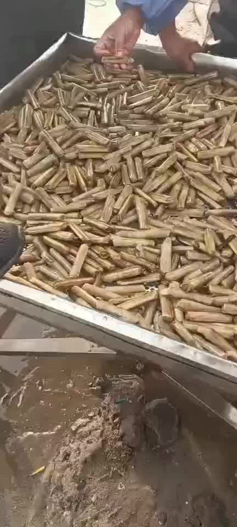 竹节蛏河北货需要的来