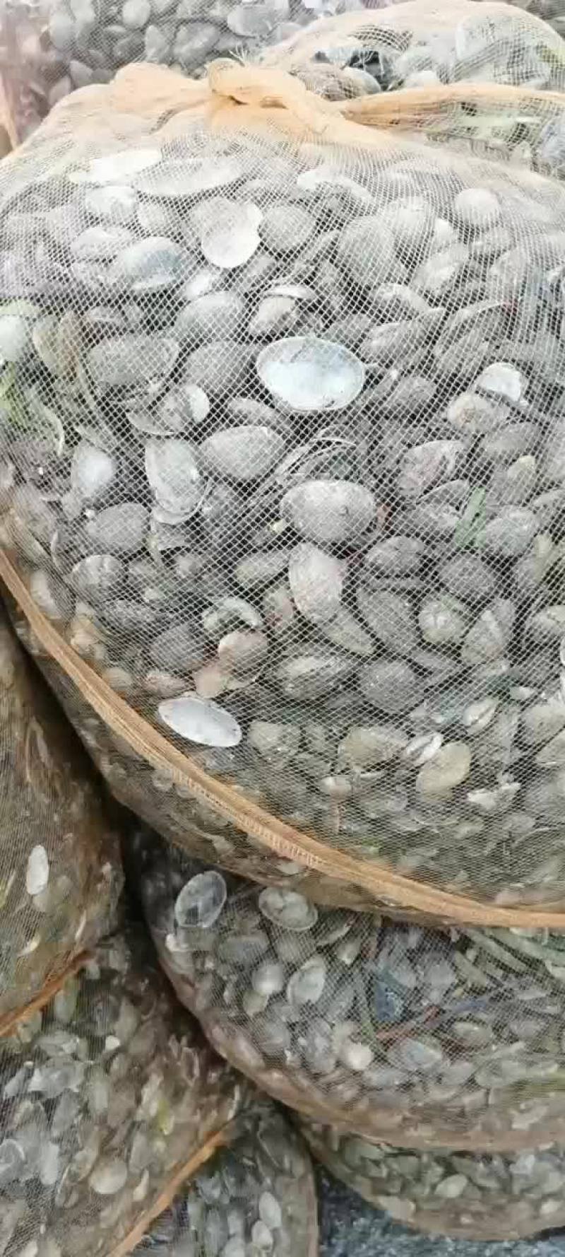 竹节蛏河北货需要的来