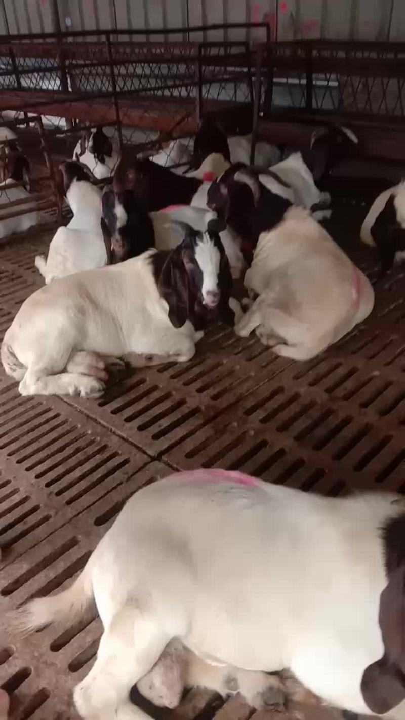 波尔山羊
