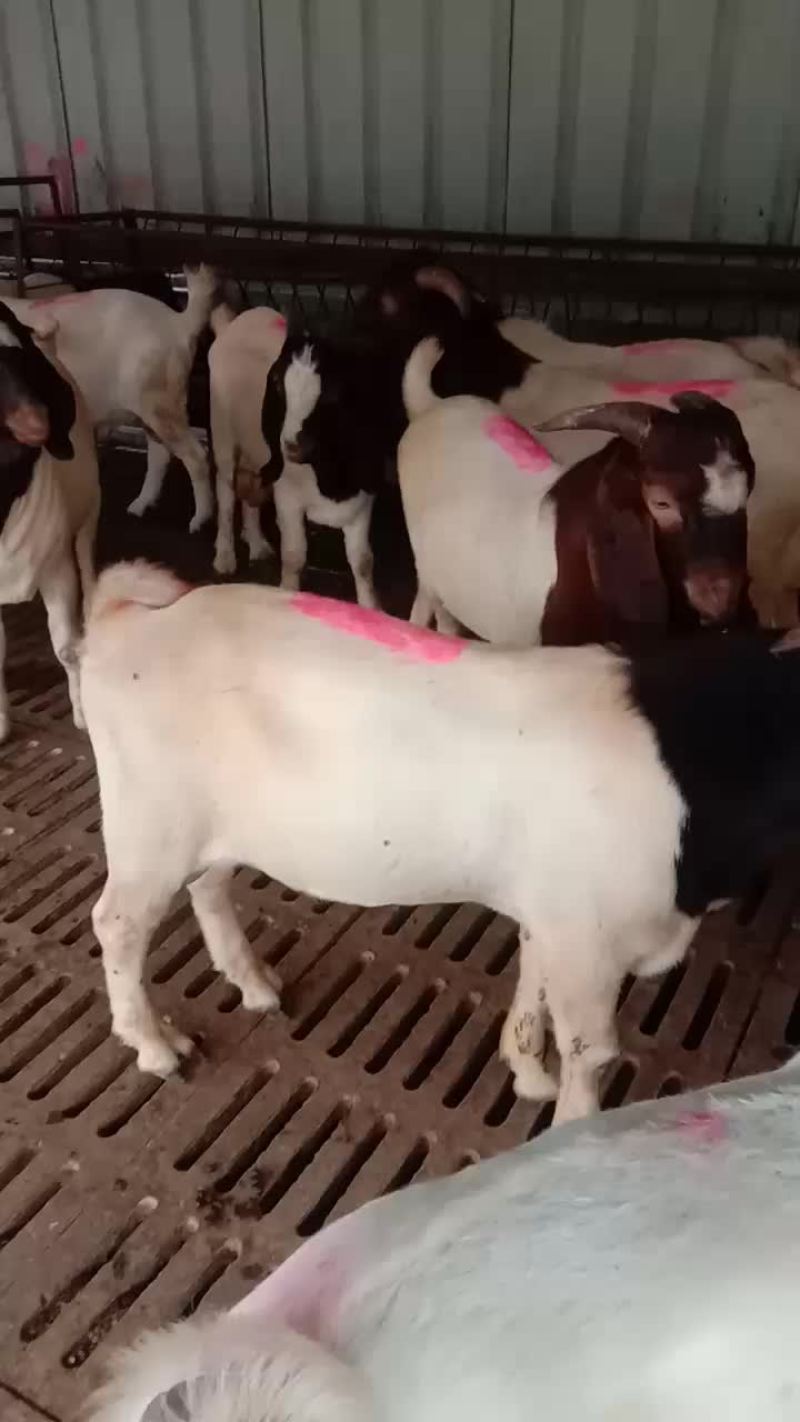 波尔山羊
