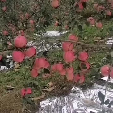 寒富苹果，甜脆可口，耐储存。辽宁盖州特产。发财的老板都来
