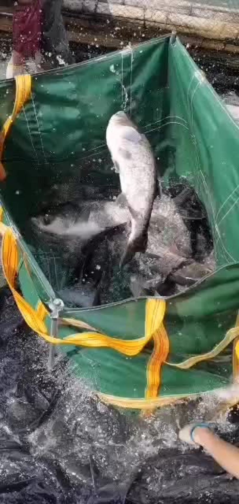 水库精品大花莲5斤起