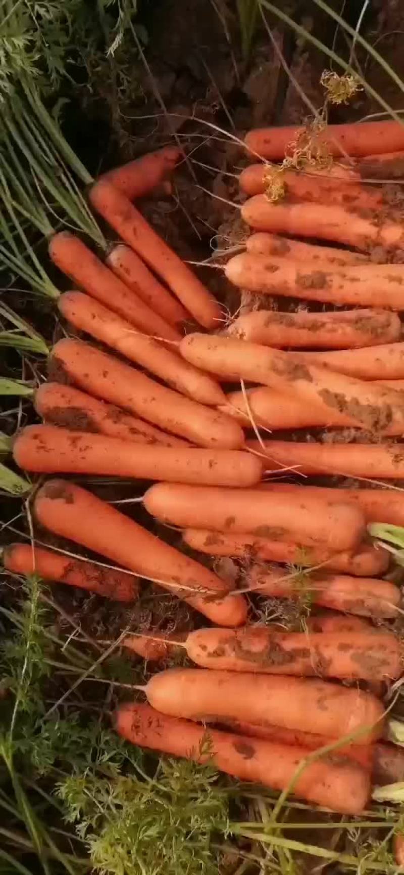 精品胡萝卜