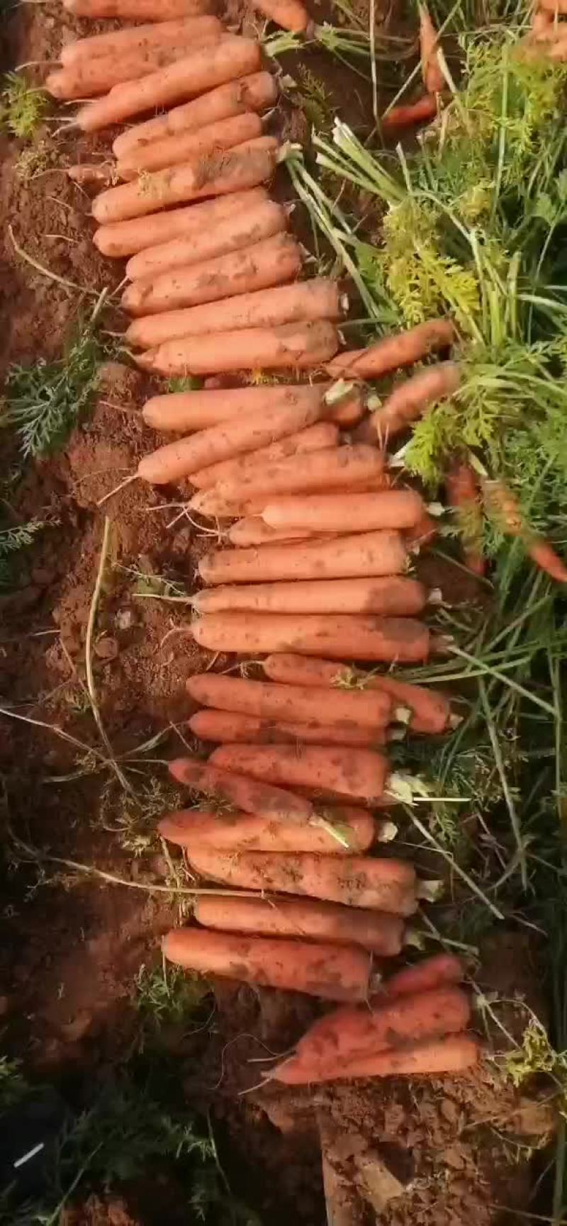 精品胡萝卜