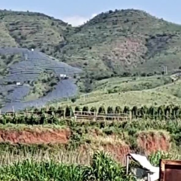 荒山，林地养种结合，做光伏