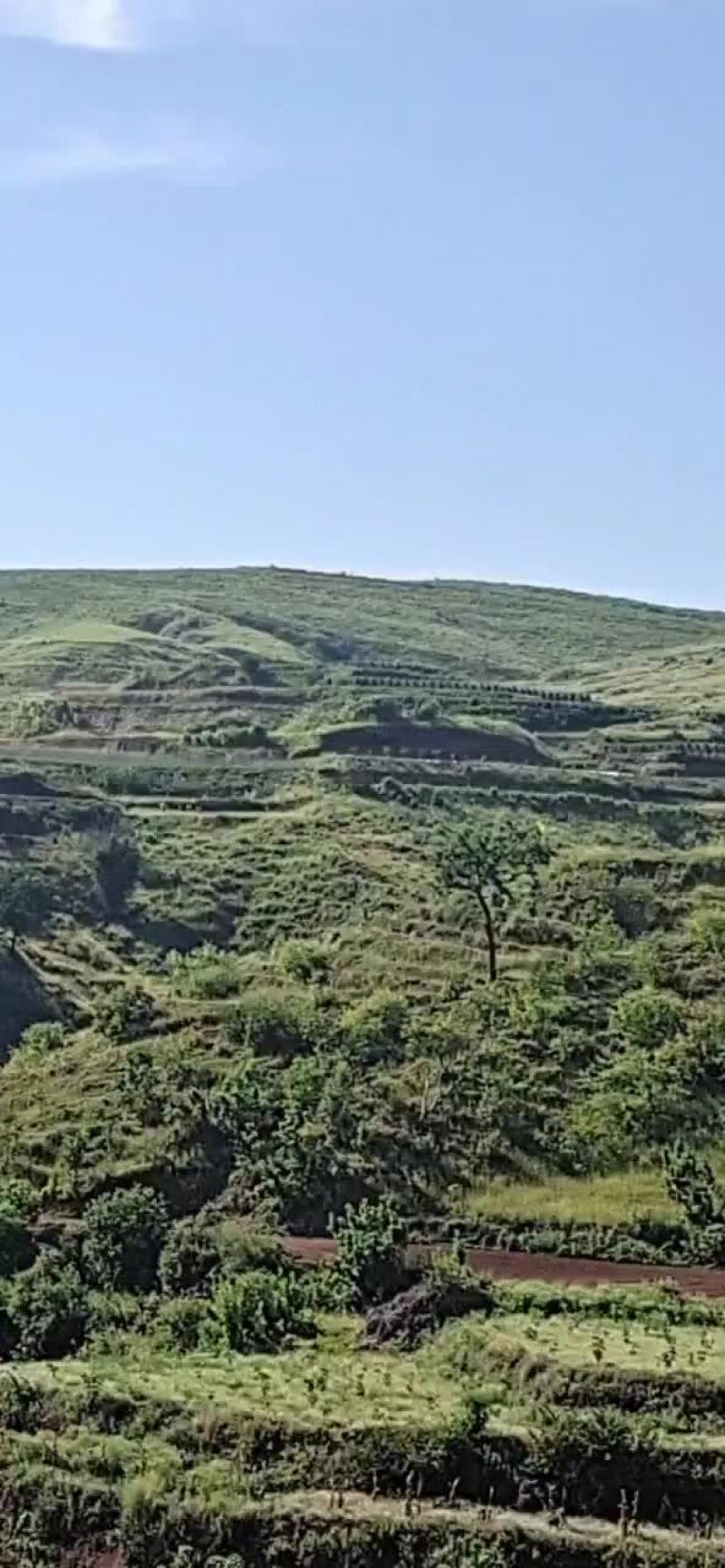荒山，林地养种结合，做光伏