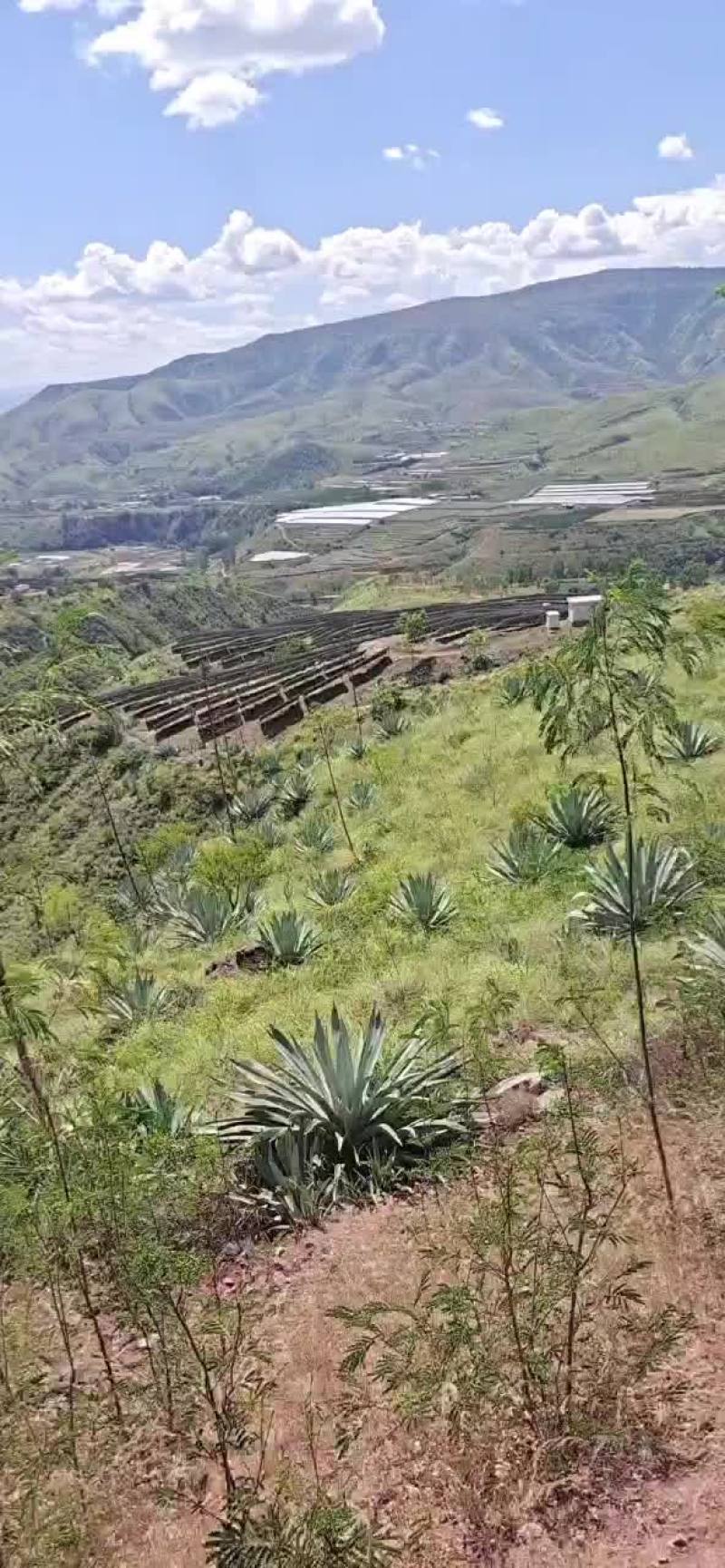 荒山，林地养种结合，做光伏