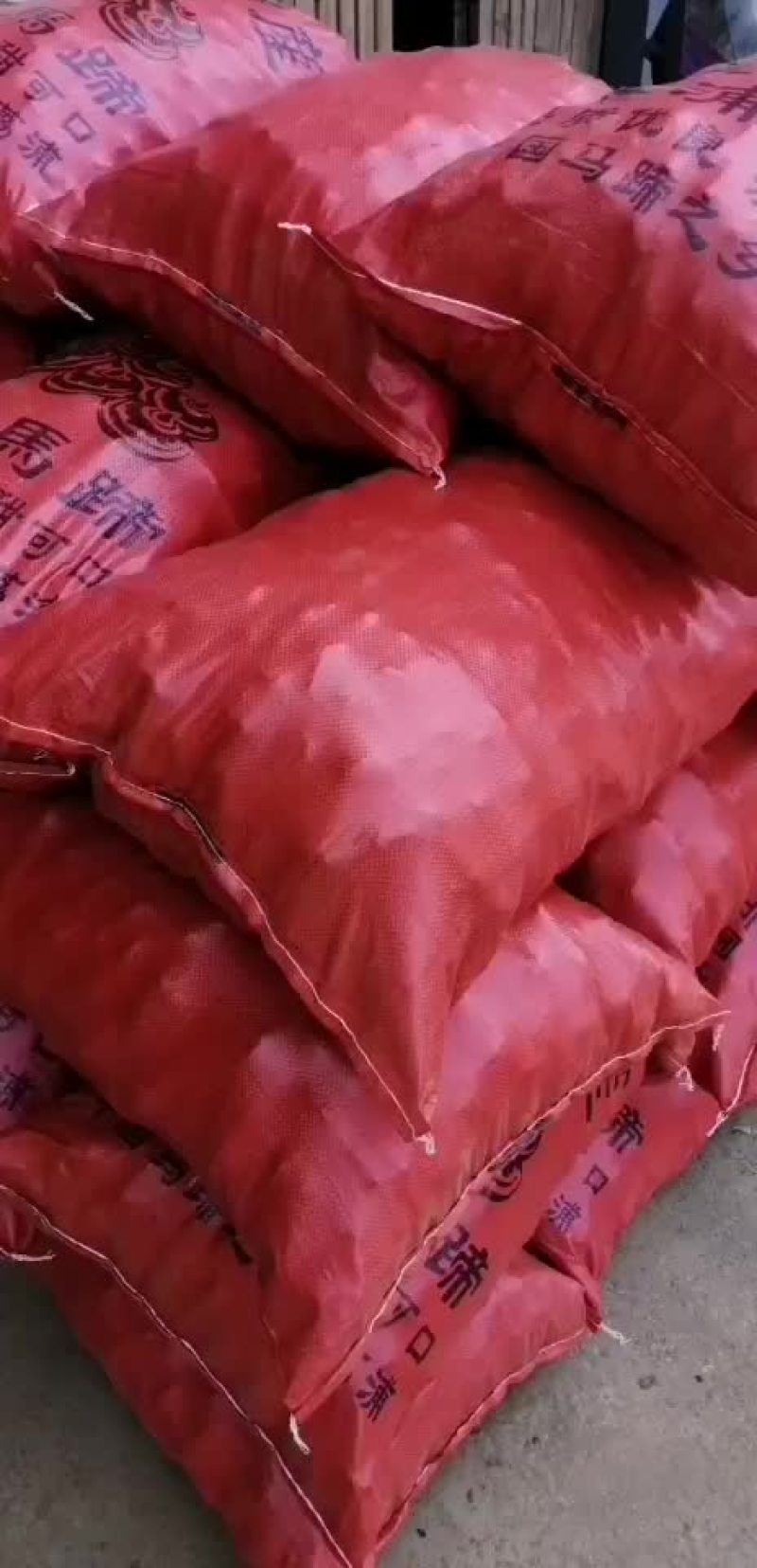 毛马蹄