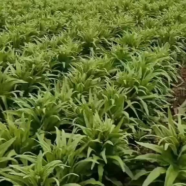 十月一莴笋大量现货，对接拼台，超市，酱菜厂的货也有