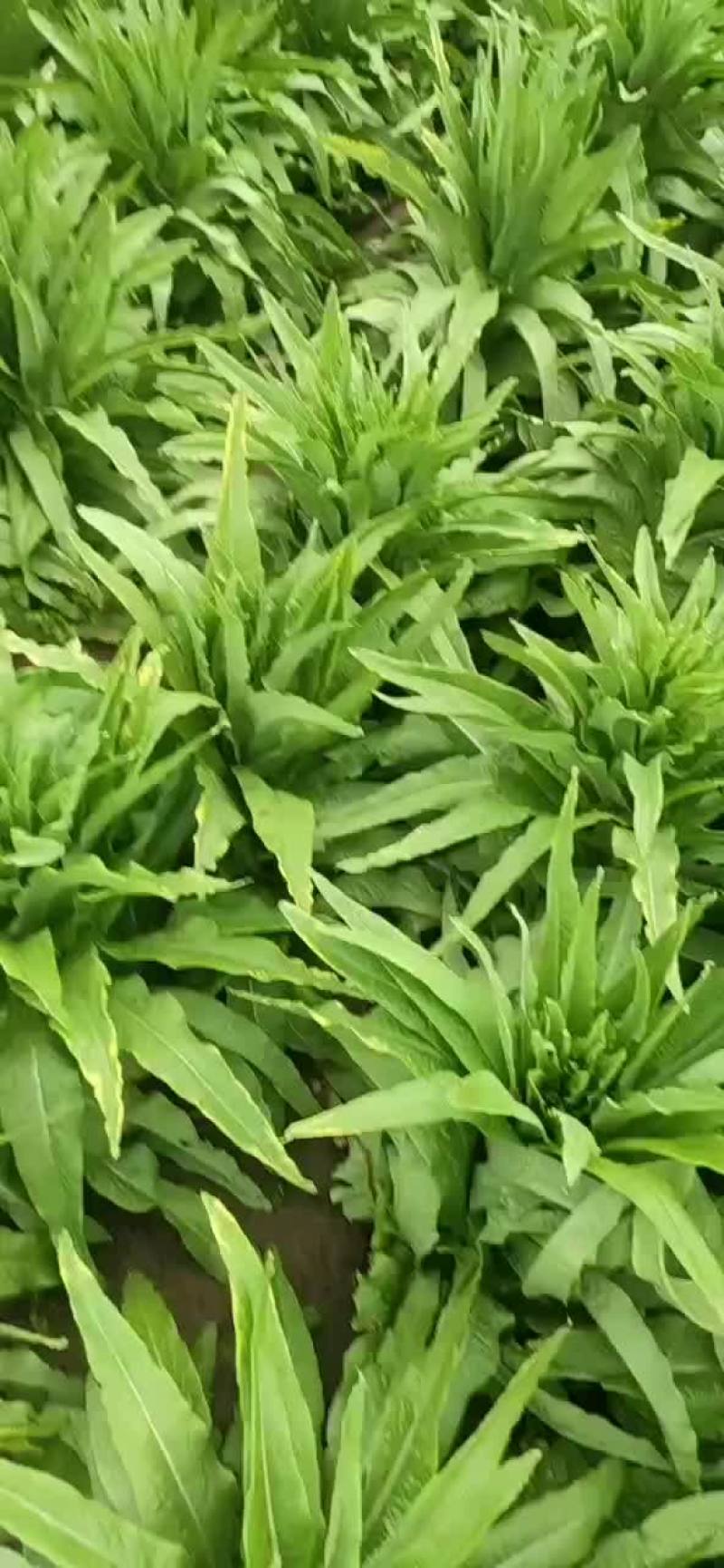 十月一莴笋大量现货，对接拼台，超市，酱菜厂的货也有
