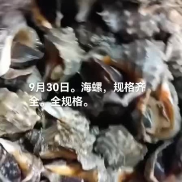 海螺