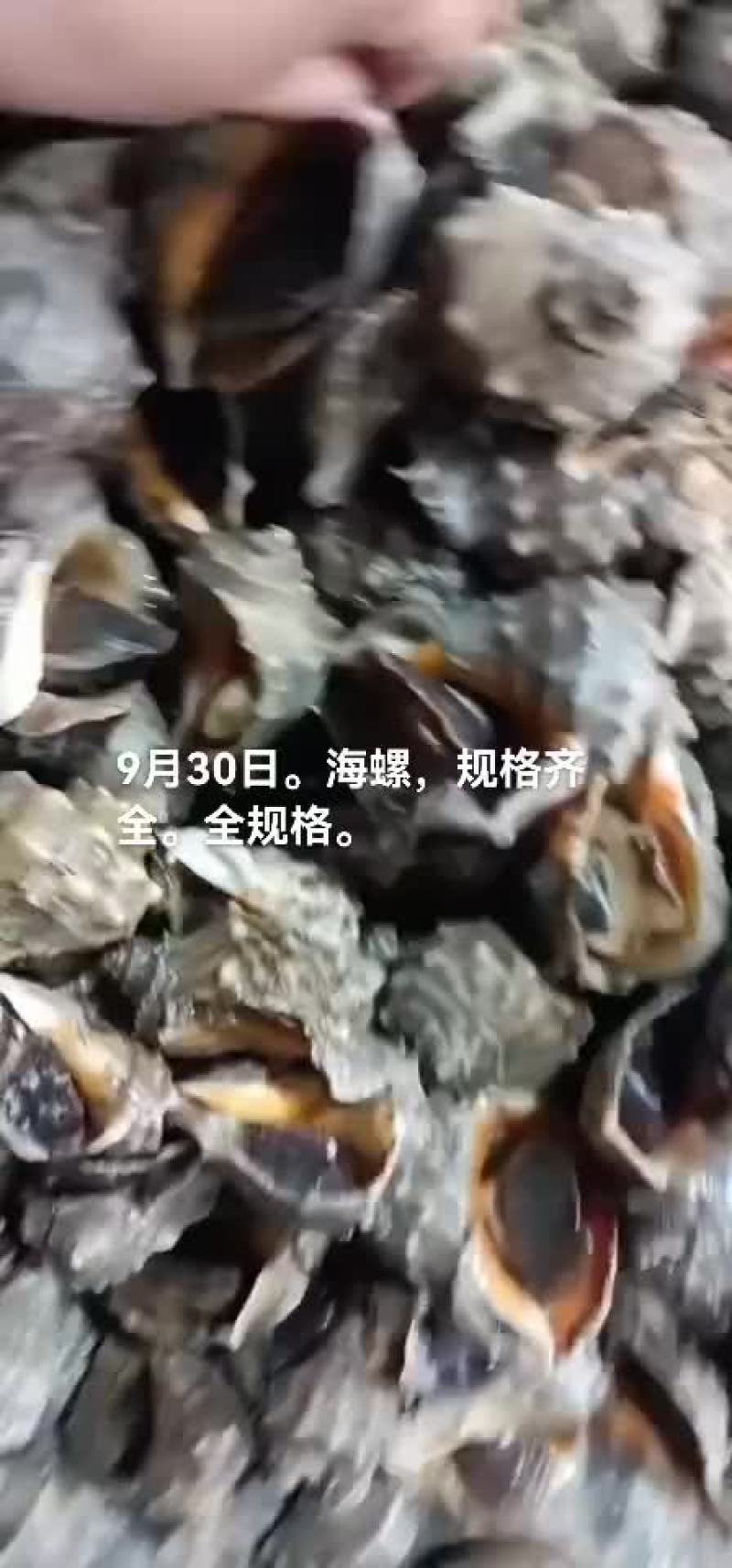 海螺