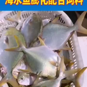 金鲳鱼