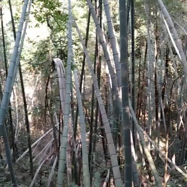 各种规格的毛竹