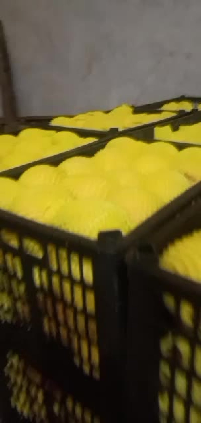 黄桃，巨黄金