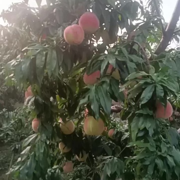 农商户