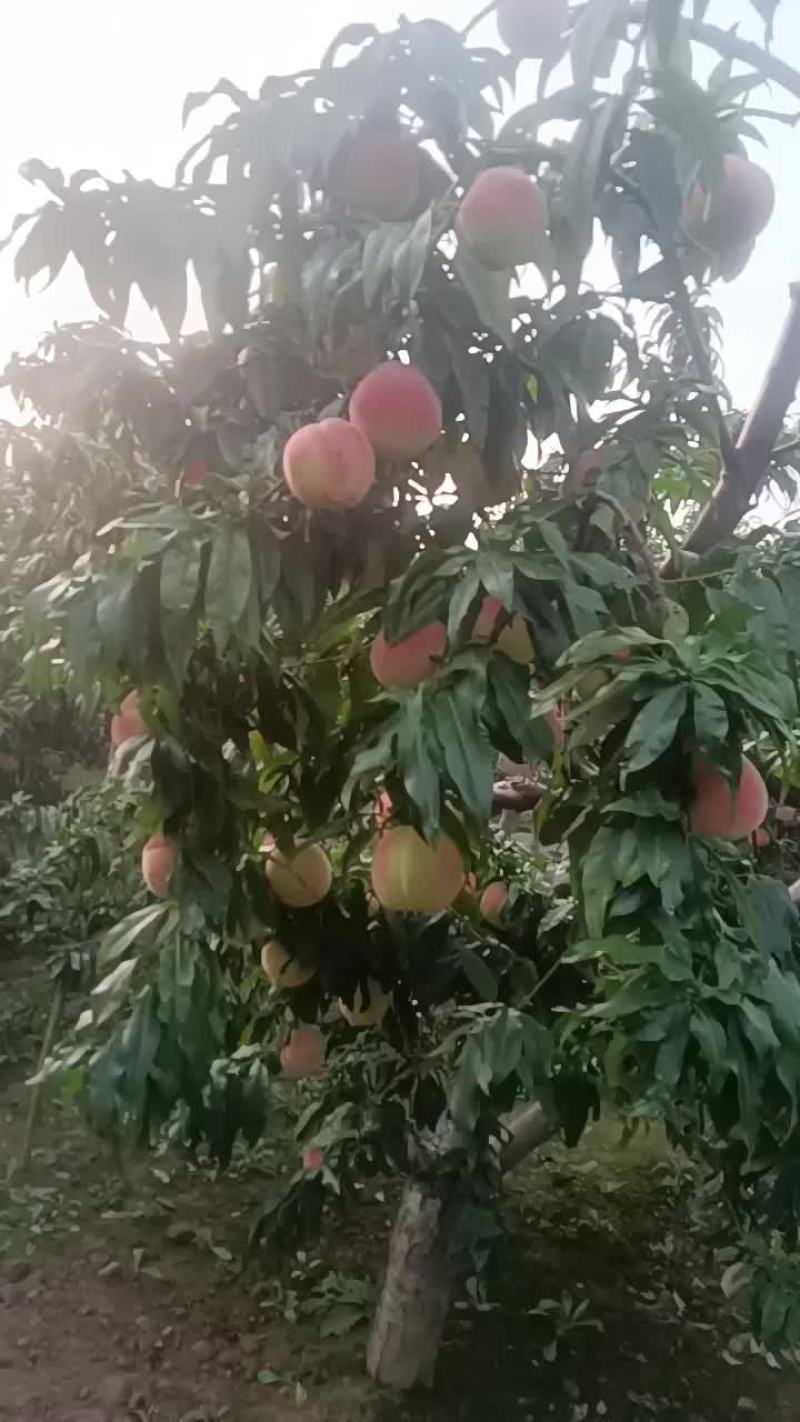 农商户