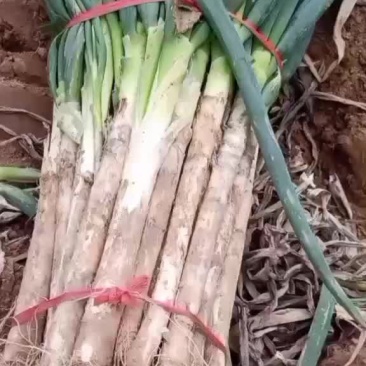 陕西大葱