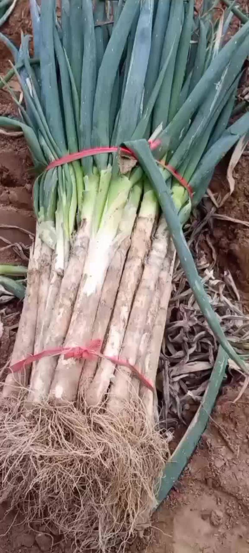 陕西大葱