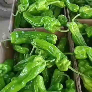 山东薄皮芜湖辣椒大量上市，接电商一切货源。