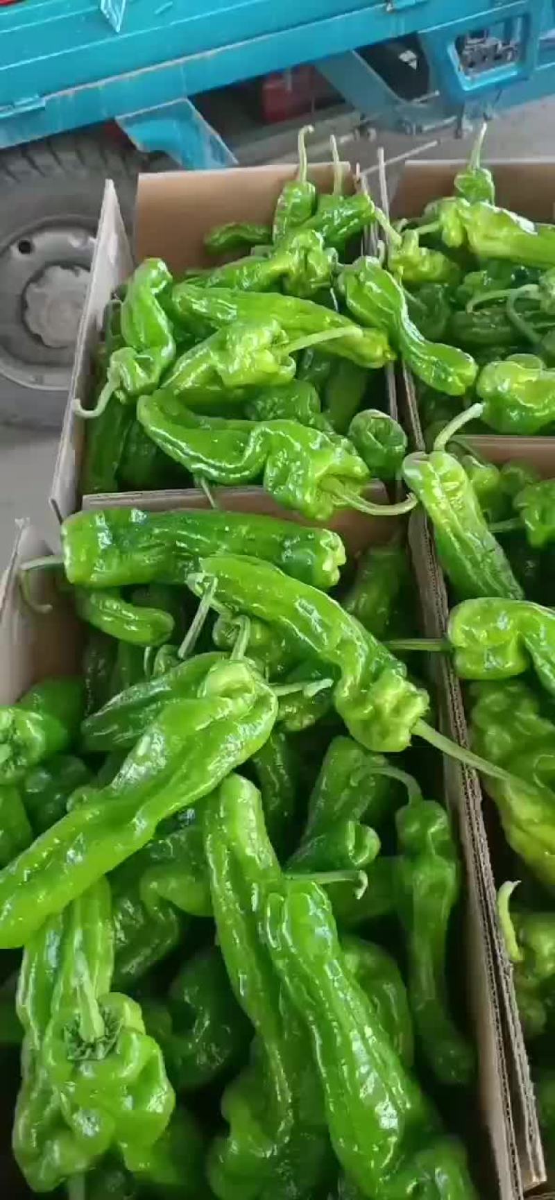 山东薄皮芜湖辣椒大量上市，接电商一切货源。