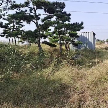 造型松