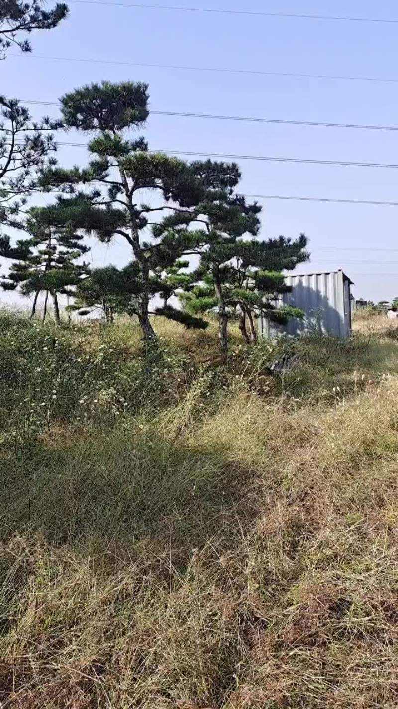 造型松