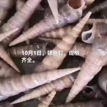 螺丝钉，海螺