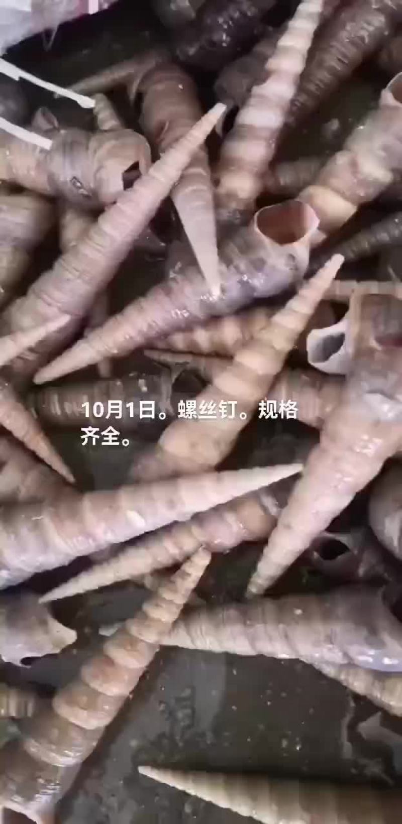 螺丝钉，海螺