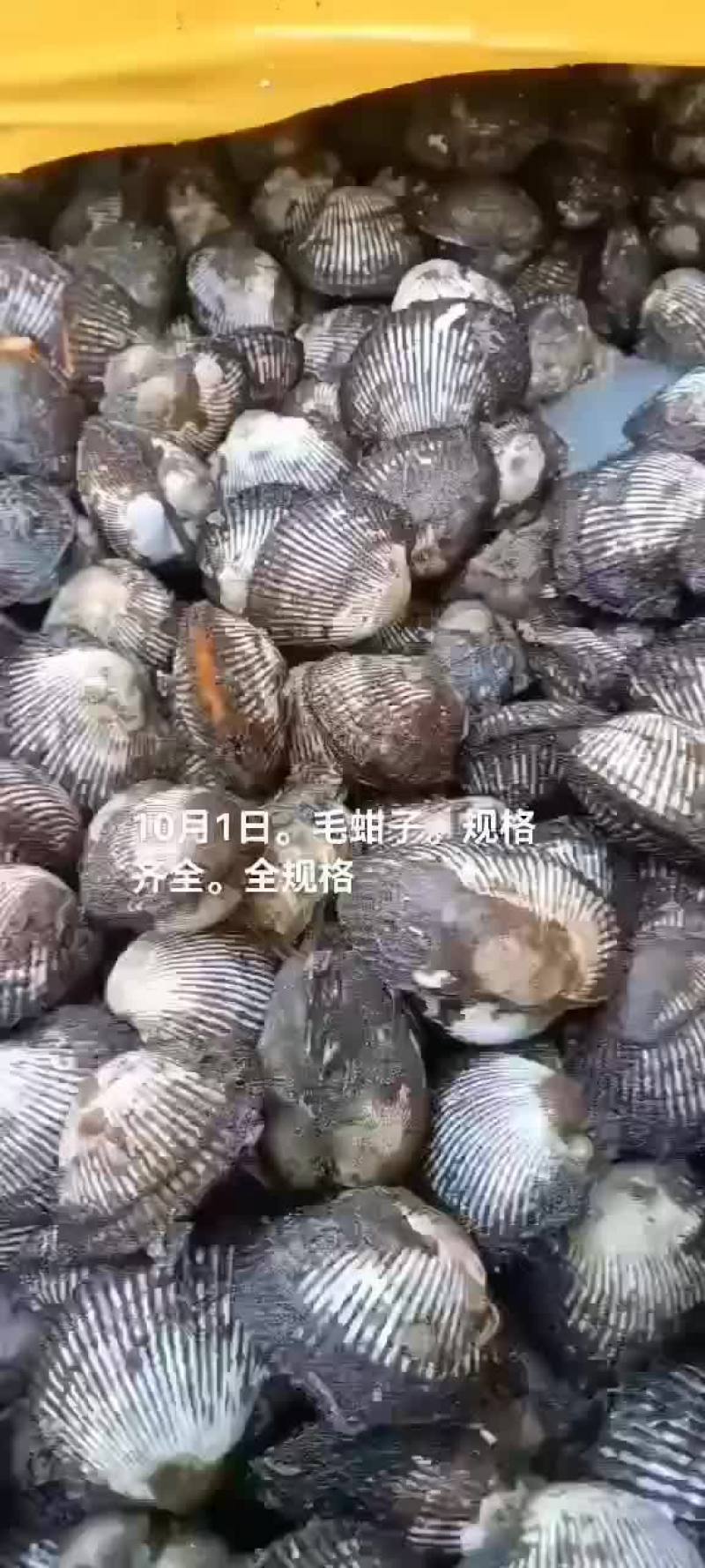 赤贝毛蚶子