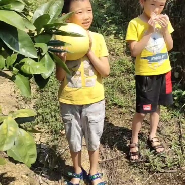 荔波县柚子