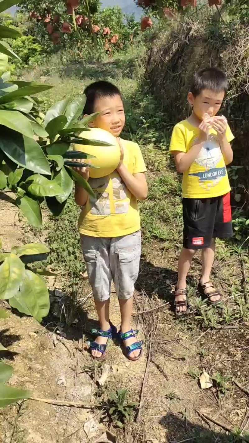 荔波县柚子