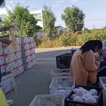 国庆不放假黄金梨继续热卖中