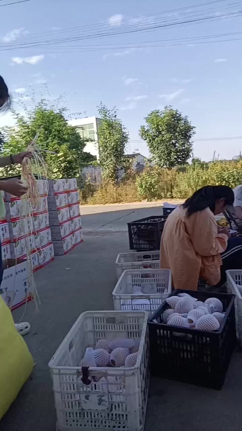 国庆不放假黄金梨继续热卖中
