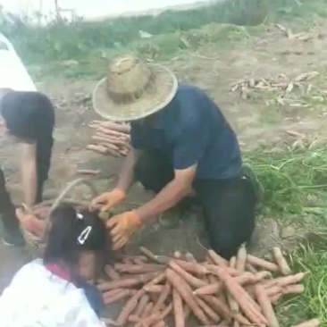 红萝卜