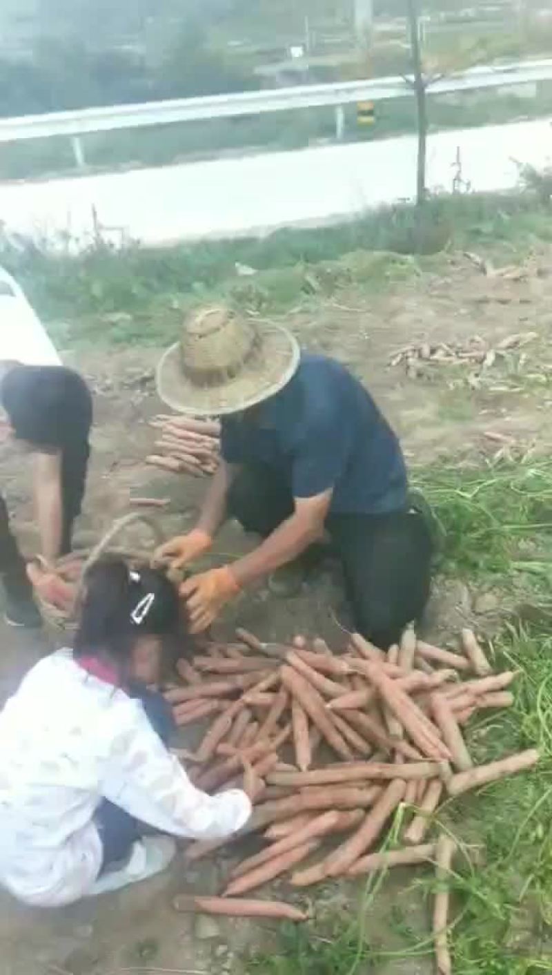 红萝卜